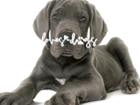 Dog Adoption Checklist New Dog Checklist - Loves Dogs