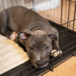 how to crate train my puppy how to crate train my dog crate training resources
