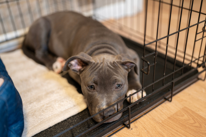 how to crate train my puppy how to crate train my dog crate training resources