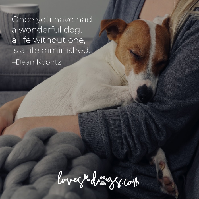best dog quotes happy quotes about dogs loves dogs